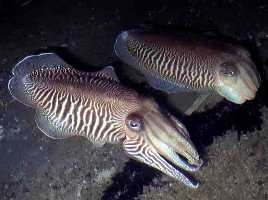 European (!) cuttlefish (Sepia officinalis)